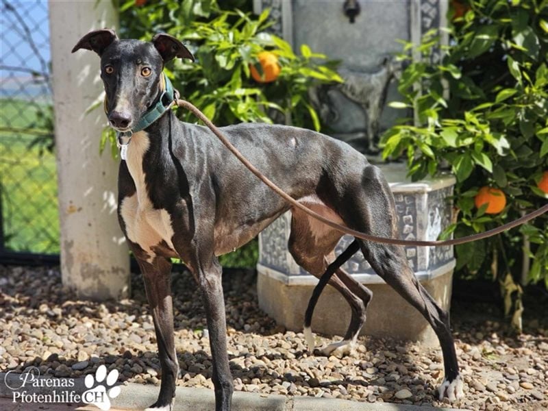 Nebula ist noch zurückhaltend und schüchtern