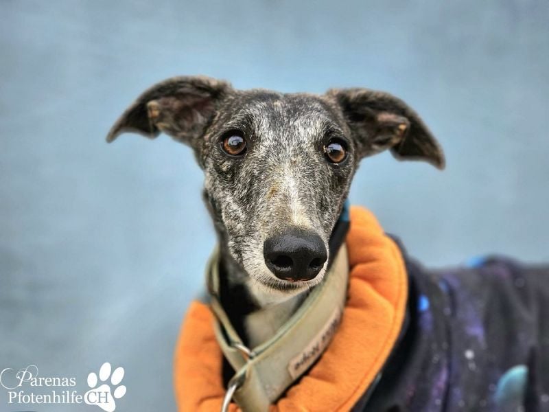 Lambada braucht Zeit und Geduld