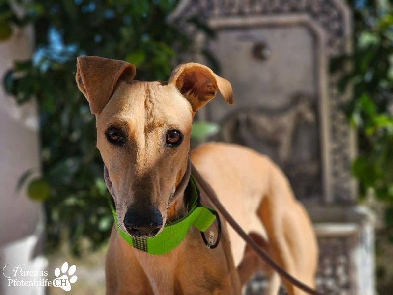 Ken ist freundlich, eher ruhig, braucht anfangs Zeit