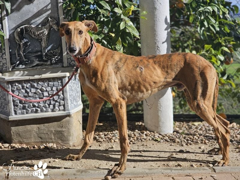 Lancelot ist ein sanfter Galgorüde