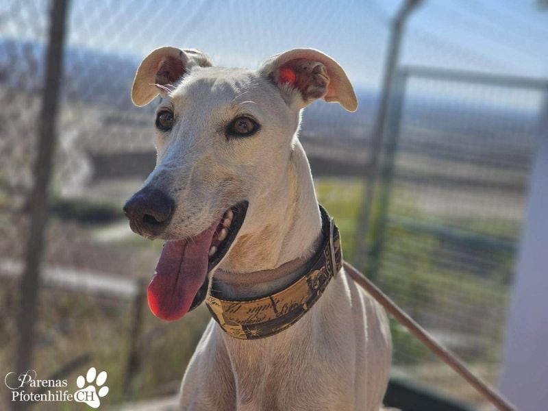 Jana ist derzeit noch schüchtern und unsicher