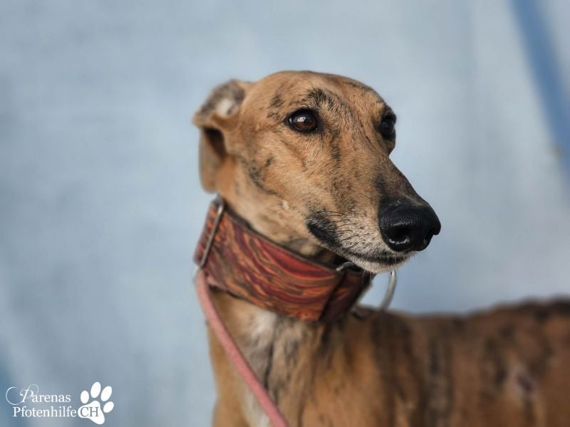 Lancelot ist ein sanfter Galgorüde