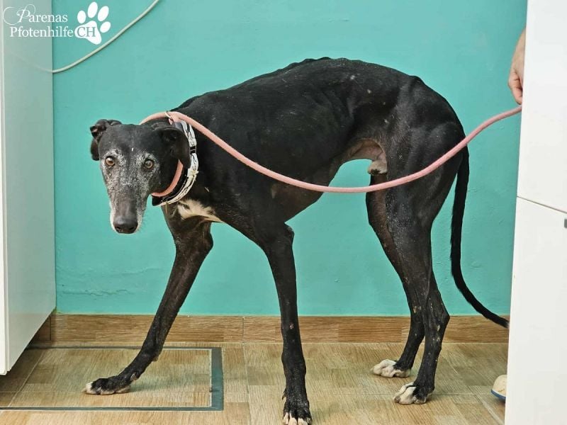 Kazar ist freundlich und verspielt, anfangs unterwürfig