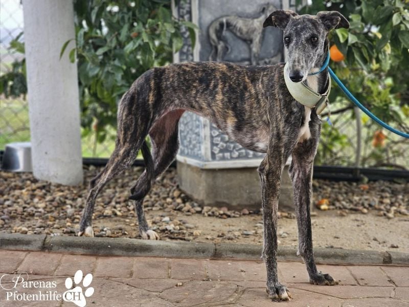 Lambada braucht Zeit und Geduld