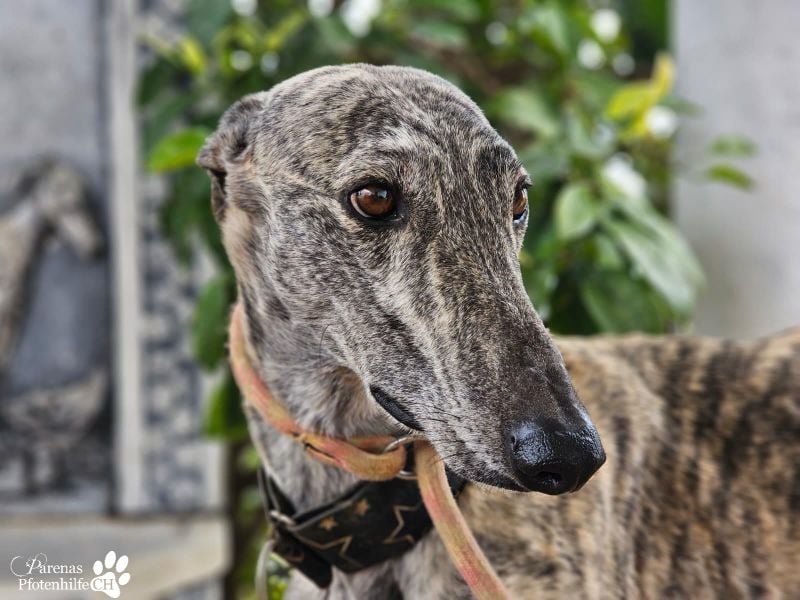 Manfred ist ein fröhlicher Galgo, anfangs schüchtern