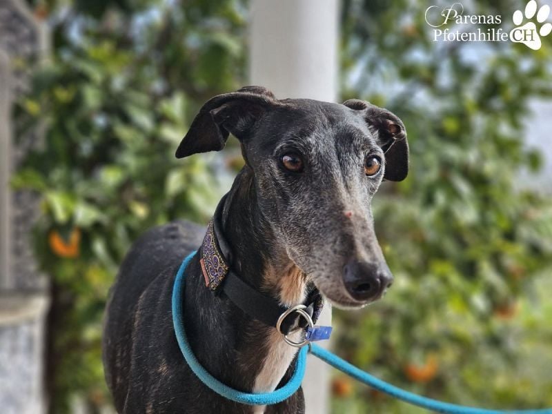 Luigi ist ein Schatz, anfangs etwas schüchtern, öffnet sich aber schnell