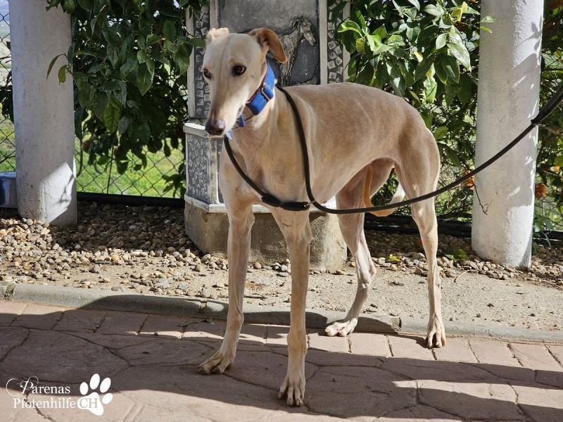 Lulea ist fröhlich und verschmust, braucht anfangs Zeit