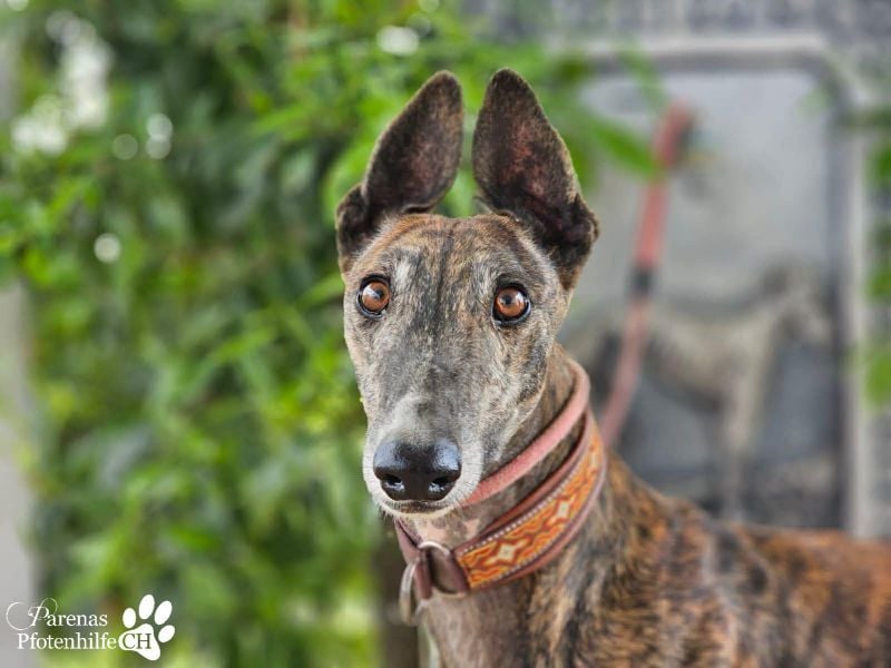 Magnus hat ein ruhiges, schüchternes Wesen