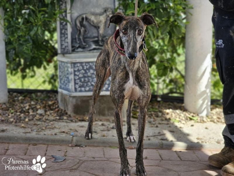 Merida ist sehr verschmust und fröhlich, braucht anfangs  Zeit