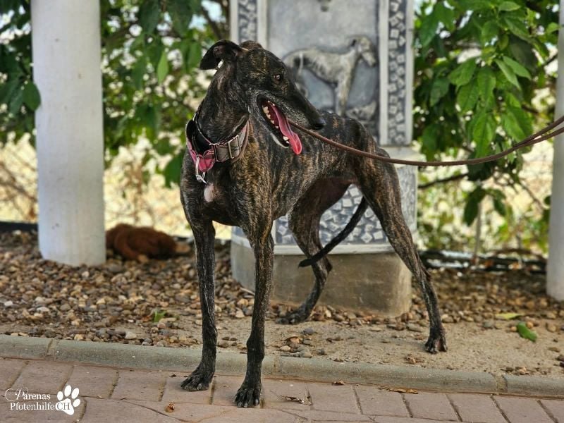 Umami, sanfte Galga, zunächst schüchtern, dann aber verschmust u menschenbezogen