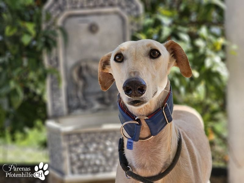 Lulea ist fröhlich und verschmust, braucht anfangs Zeit
