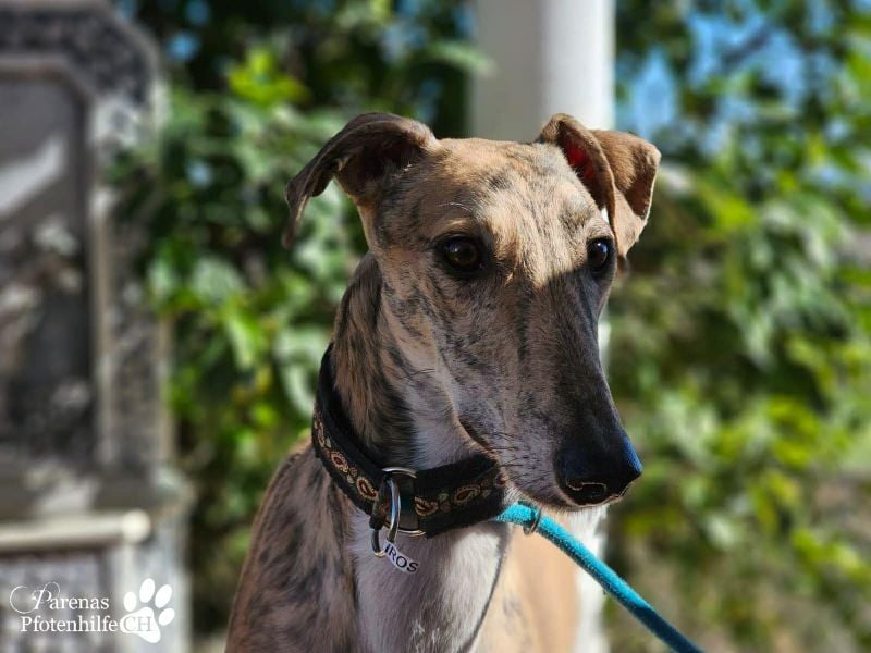 Kiros ist menschenbezogen , zutraulich  und verschmust