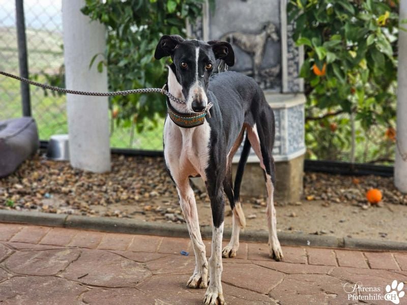 Madlen, wunderschön, sanftes Wesen, braucht anfangs etwas Zeit
