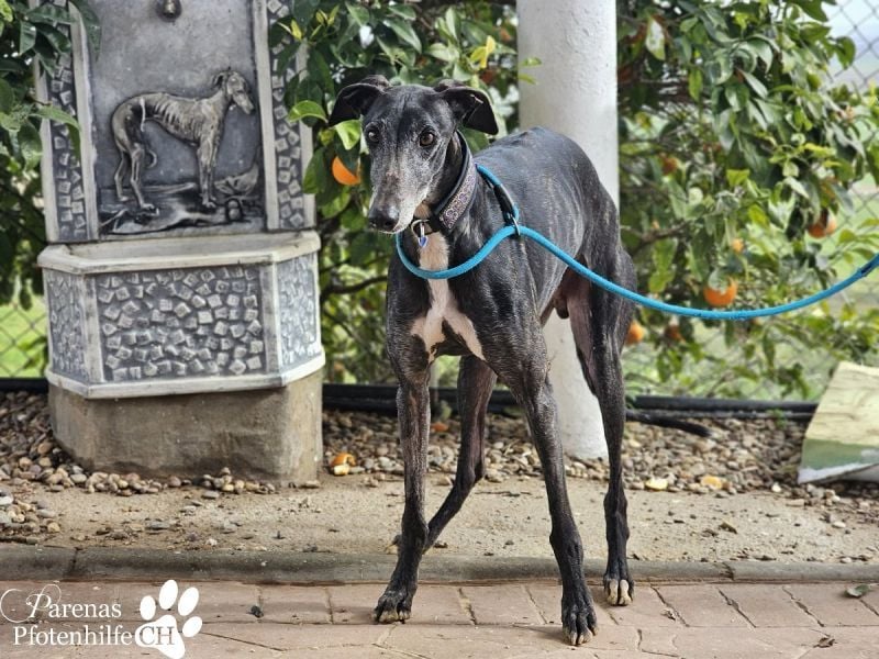 Luigi ist ein Schatz, anfangs etwas schüchtern, öffnet sich aber schnell