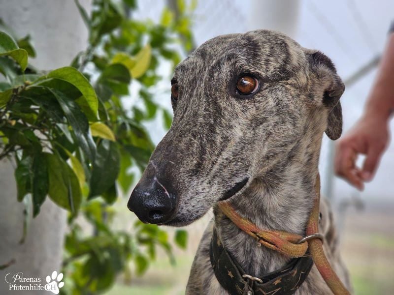 Manfred ist ein fröhlicher Galgo, anfangs schüchtern