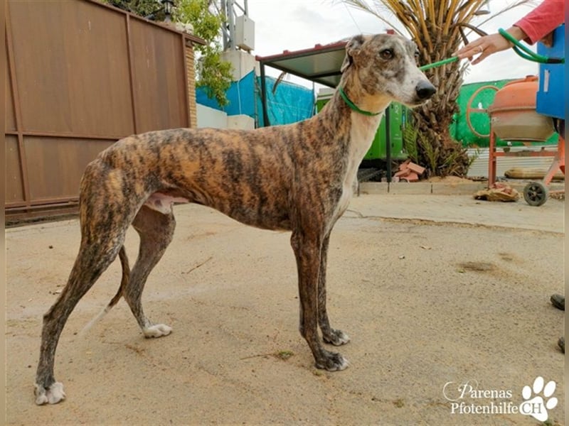 Escorpio ist fröhlich und ausgeglichen, braucht am Anfang aber Zeit