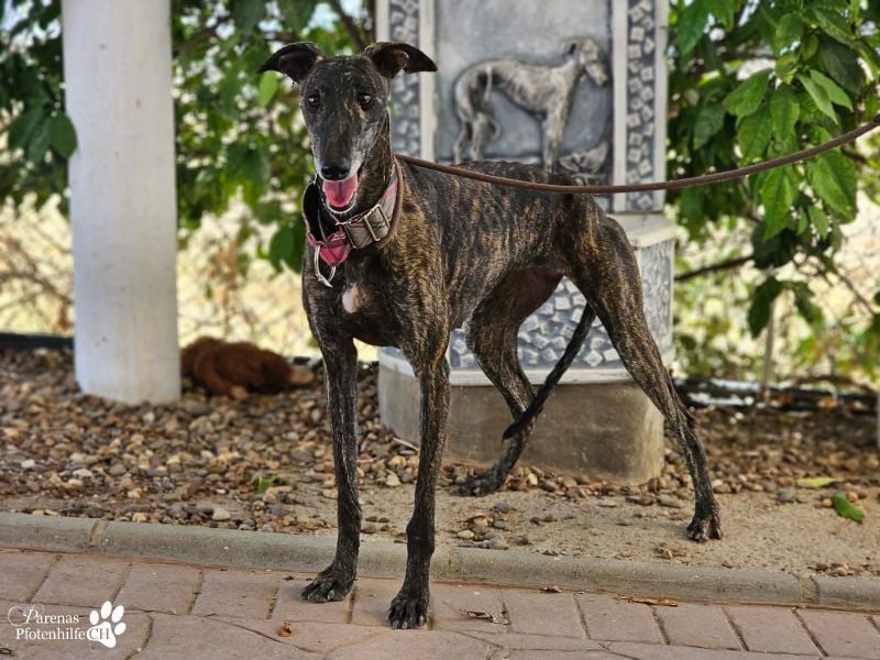 Umami, sanfte Galga, zunächst schüchtern, dann aber verschmust u menschenbezogen