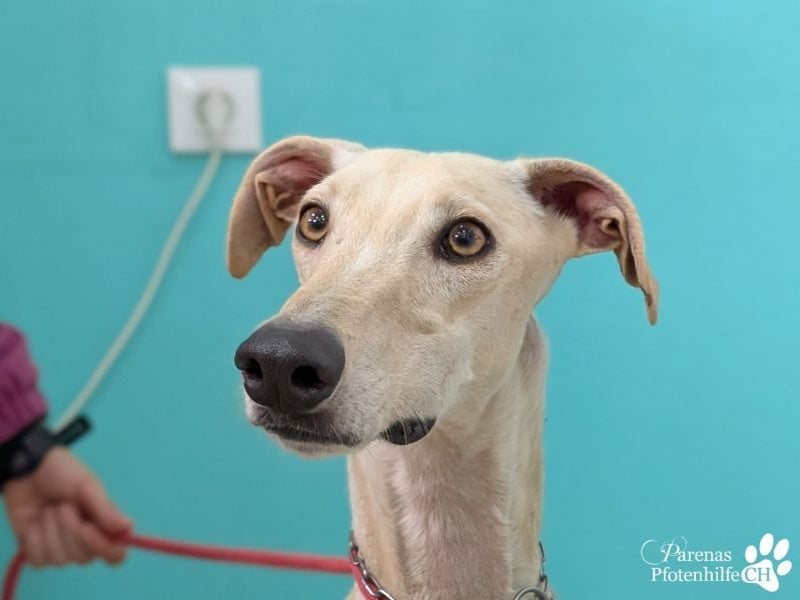 Lars ist ein fröhlicher Galgorüde mit einem sanften Herz