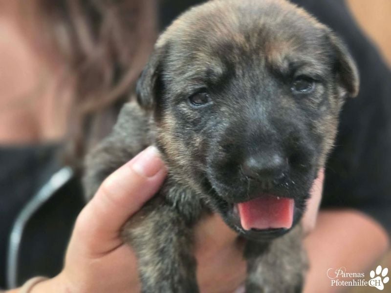 Perla ist neugierig, verspielt, verschmust und einfach zum Verlieben