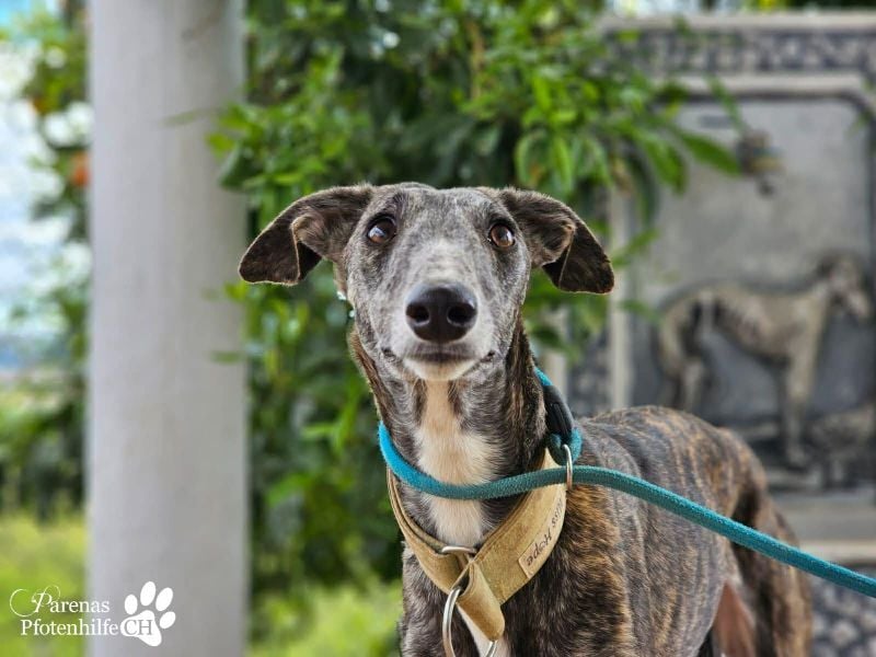 Lambada braucht Zeit und Geduld