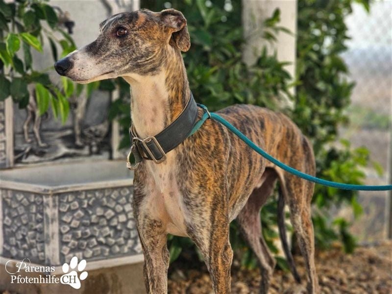 Escorpio ist fröhlich und ausgeglichen, braucht am Anfang aber Zeit