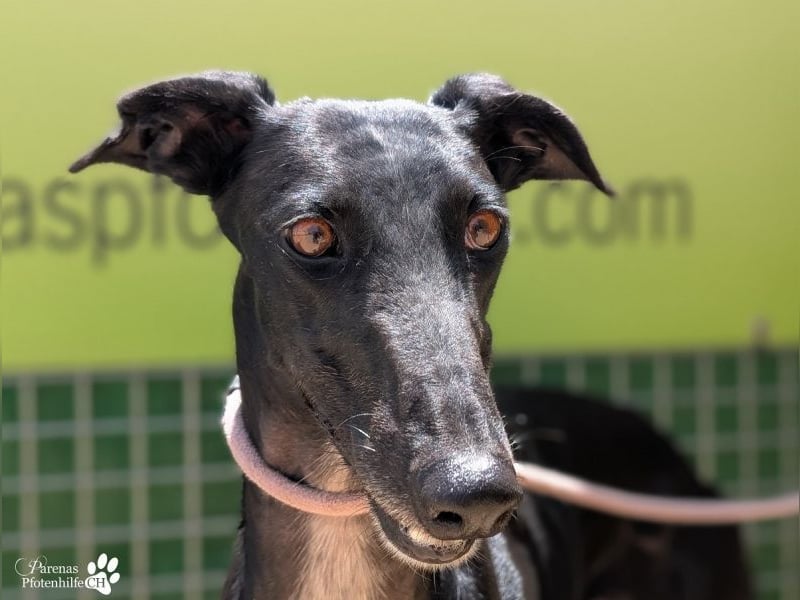 Huelva, bereits auf PS in Deutschland (Raum Darmstadt)