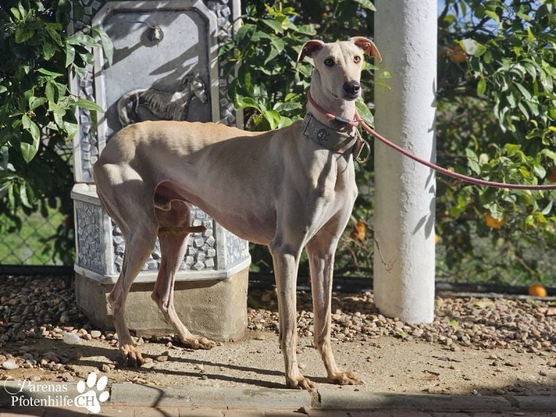 Lars ist ein fröhlicher Galgorüde mit einem sanften Herz