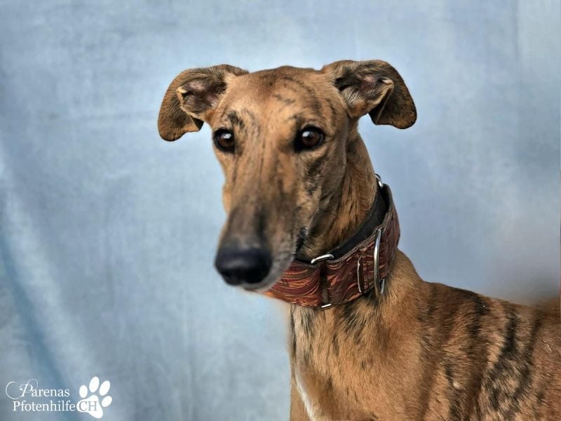 Lancelot ist ein sanfter Galgorüde