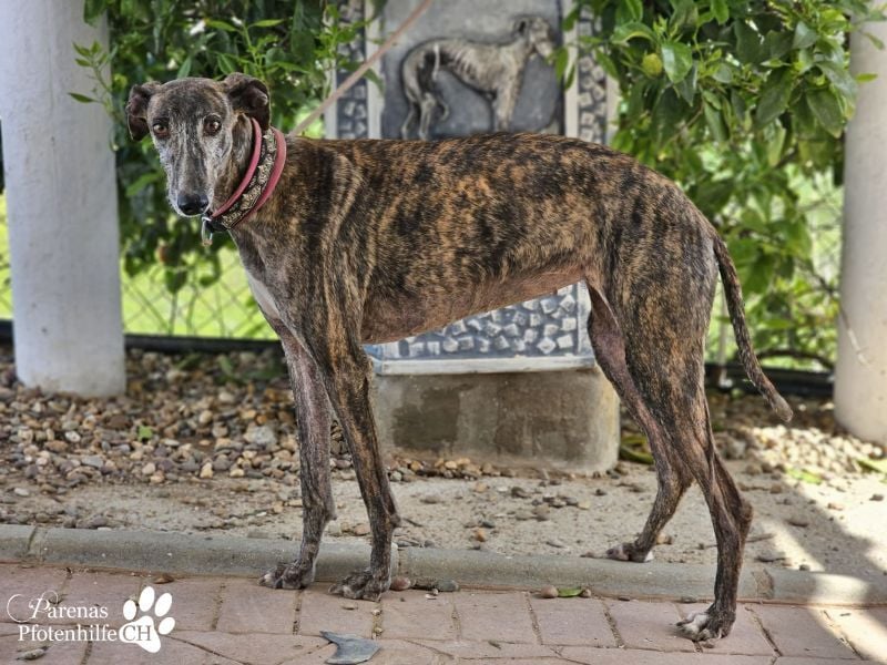 Merida ist sehr verschmust und fröhlich, braucht anfangs  Zeit