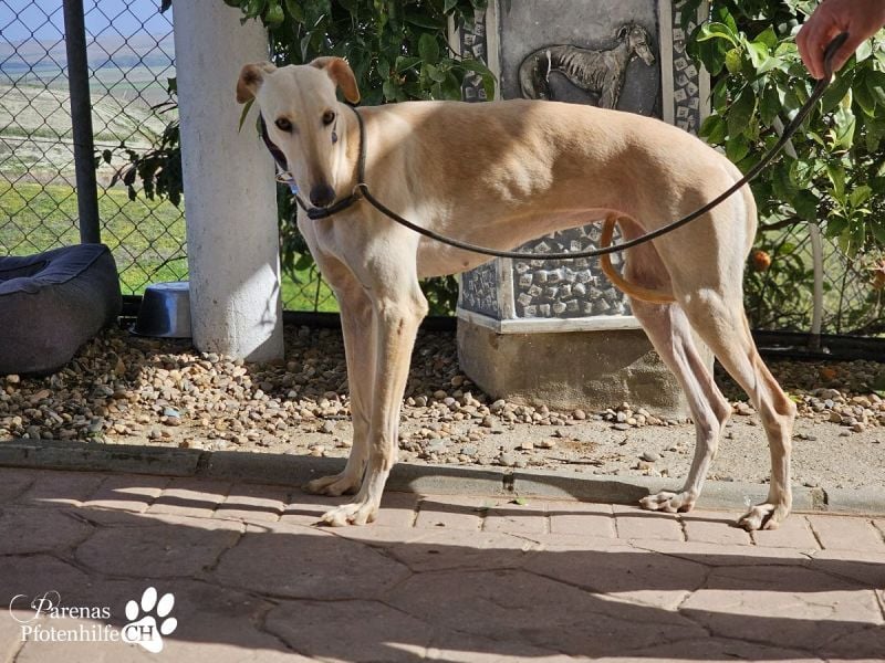 Lulea ist fröhlich und verschmust, braucht anfangs Zeit