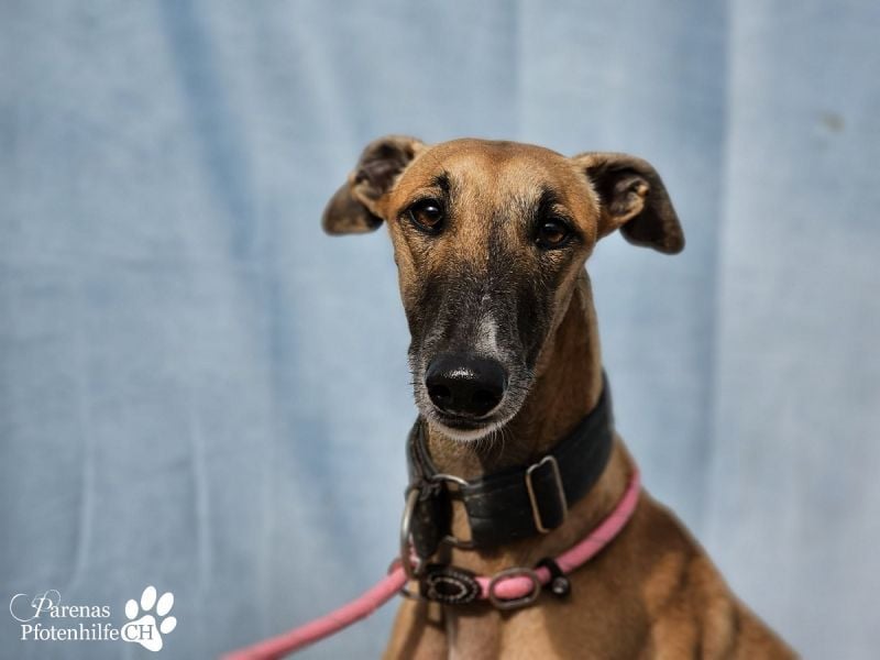 Kanoa ist eine wunderschöne Galga, anfangs ist sie unsicher