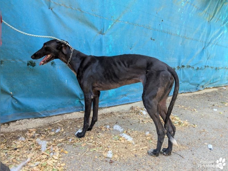 Huelva, bereits auf PS in Deutschland (Raum Darmstadt)