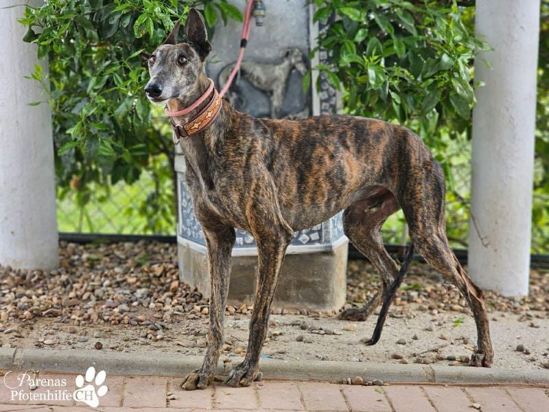 Magnus hat ein ruhiges, schüchternes Wesen