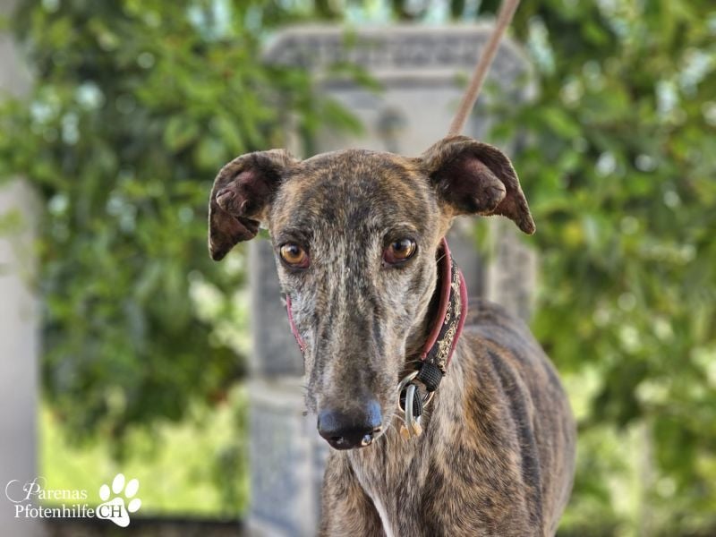 Merida ist sehr verschmust und fröhlich, braucht anfangs  Zeit