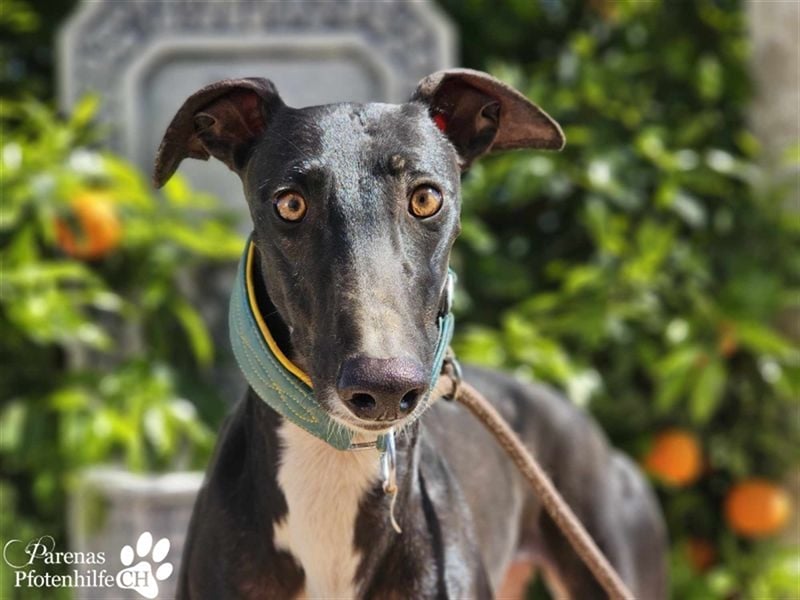 Nebula ist noch zurückhaltend und schüchtern