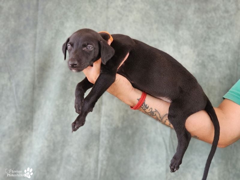 Rubino ist ein aufgeweckter, verschmuster Galgo Welpe
