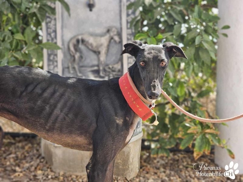 Huelva, bereits auf PS in Deutschland (Raum Darmstadt)