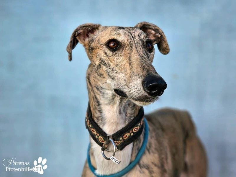 Kiros ist menschenbezogen , zutraulich  und verschmust