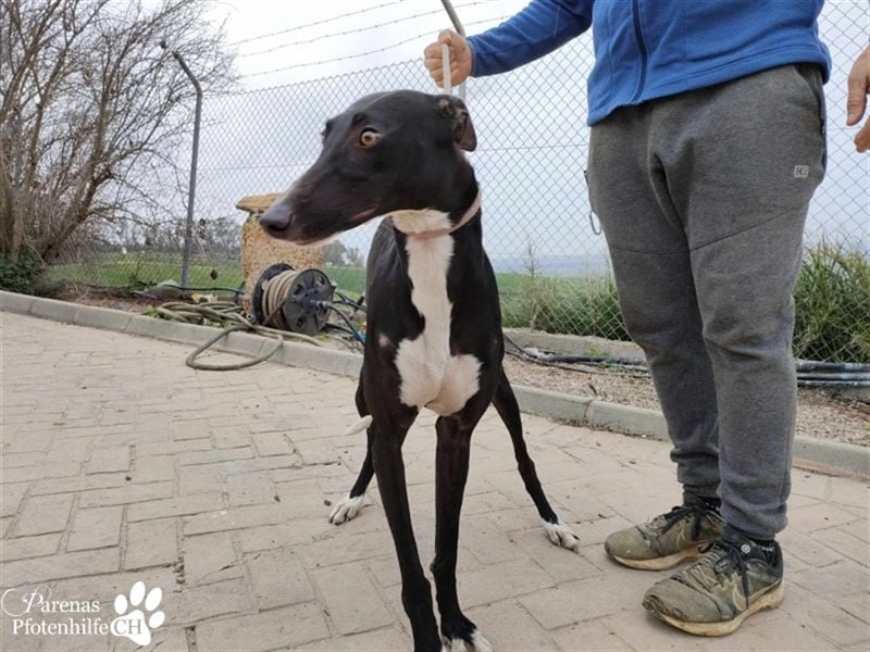 Nebula ist noch zurückhaltend und schüchtern