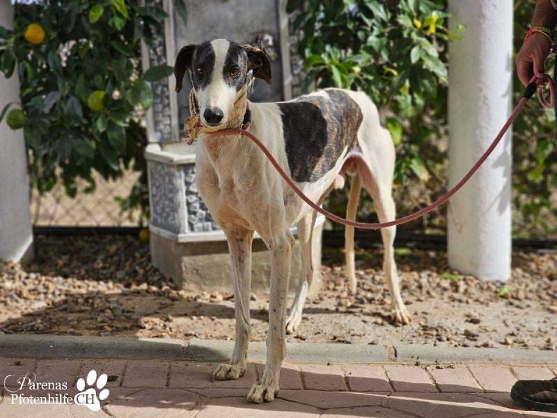 Jamal ist fröhlich und menschenbezogen, anfangs unterwürfig