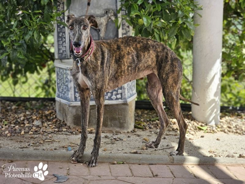 Merida ist sehr verschmust und fröhlich, braucht anfangs  Zeit