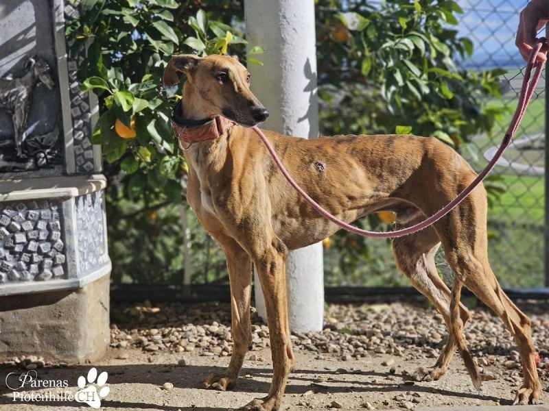 Lancelot ist ein sanfter Galgorüde
