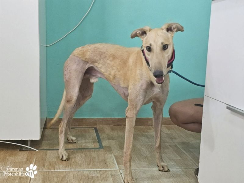 Tarugo ist ein freundlicher, aufgeschlossener Galgo