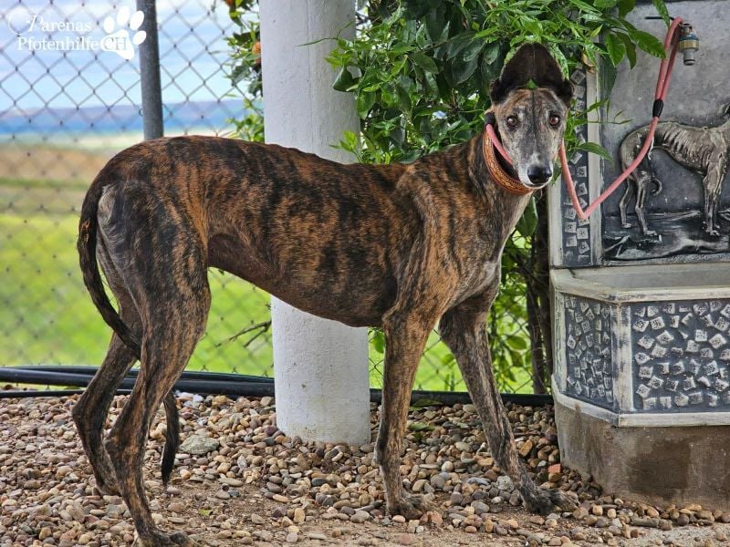 Magnus hat ein ruhiges, schüchternes Wesen