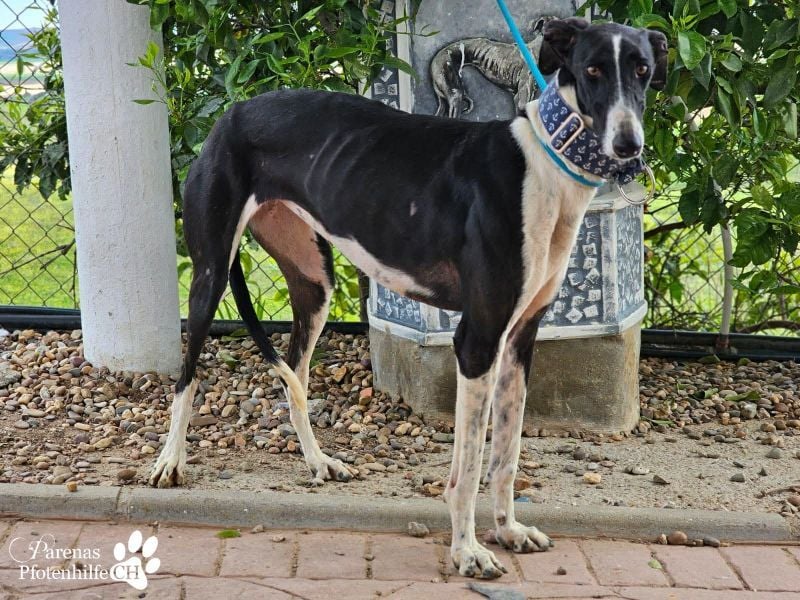 Madlen, wunderschön, sanftes Wesen, braucht anfangs etwas Zeit