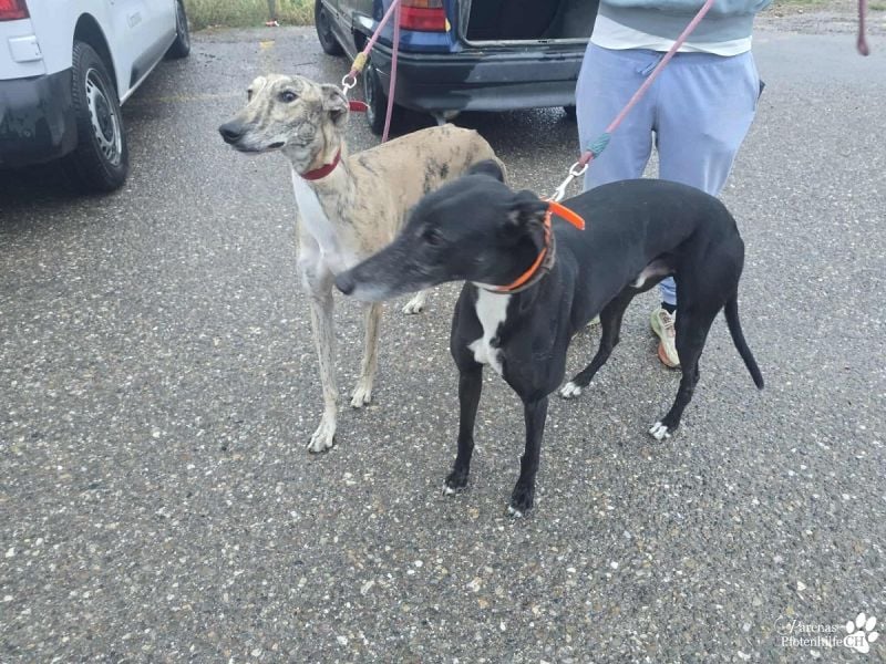 Kiros ist menschenbezogen , zutraulich  und verschmust