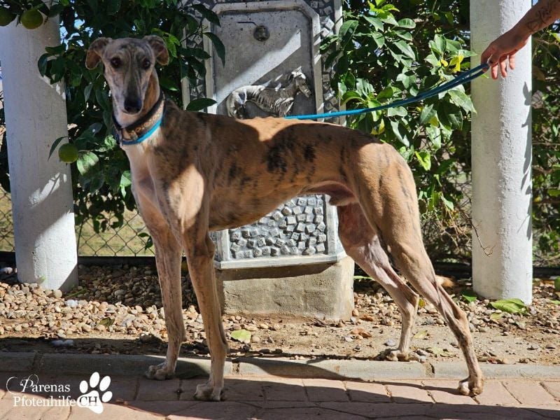 Kiros ist menschenbezogen , zutraulich  und verschmust