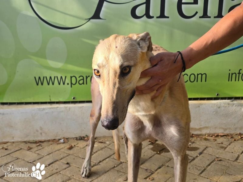 Tarugo ist ein freundlicher, aufgeschlossener Galgo