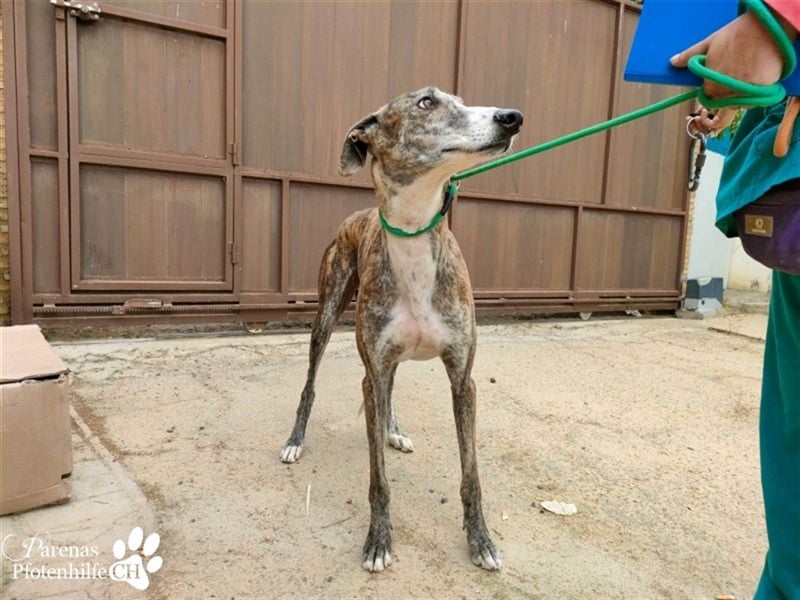 Escorpio ist fröhlich und ausgeglichen, braucht am Anfang aber Zeit