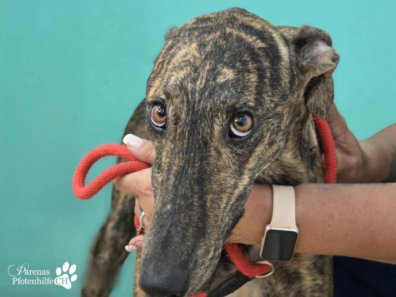 Valais ist ein offener Galgo, verschmust, menschenbezogen, unkompliziert